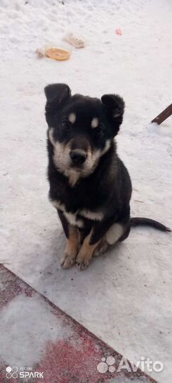 Собака в добрые руки щенок