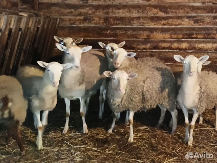 Овцы бараны катумы