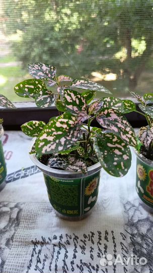 Комнатные растения