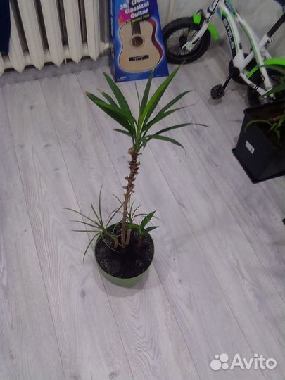 Пальма драцена