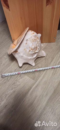Морские ракушки раковины