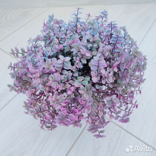 Коллизия розовая пантера Бьянка зелёная желтая