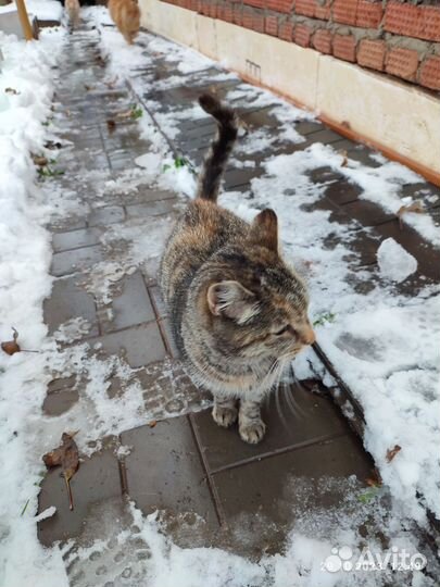 Кошка и два кота
