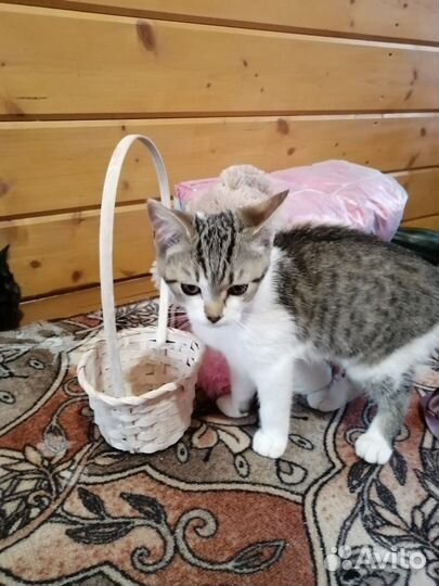 Котёнок в добрые руки