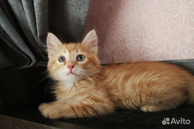 Рыжий котенок пушистый купить в Санкт-Петербурге | Животные и зоотовары ...