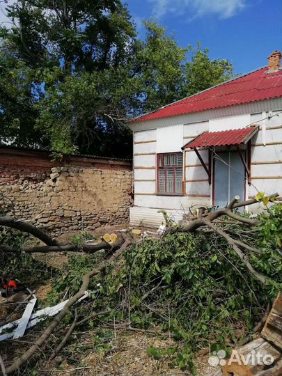 Спил деревьев