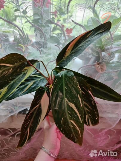 Калатея,строманта MagicStar