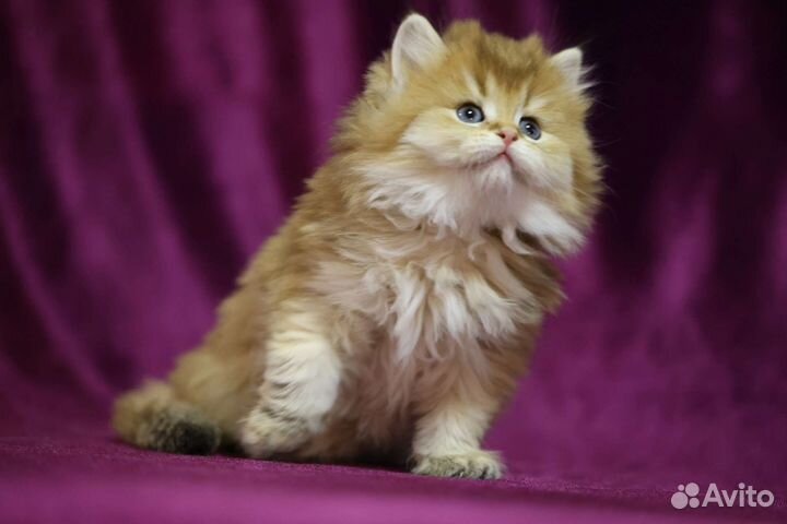 Британская золотая шиншилла