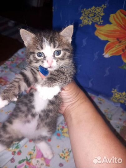 Кошки в добрые руки