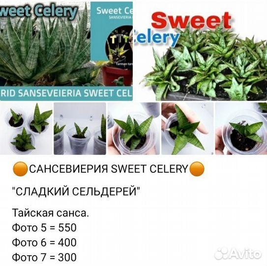 Комнатные растения