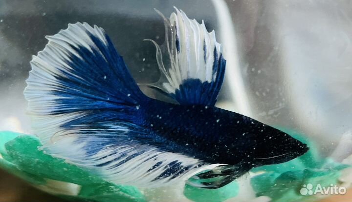 Аквариумные рыбки петушки