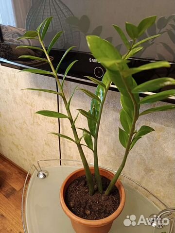 Замиокулькас