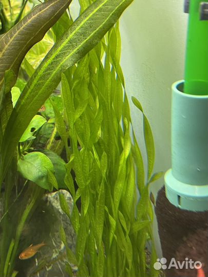 Аквариумные растения