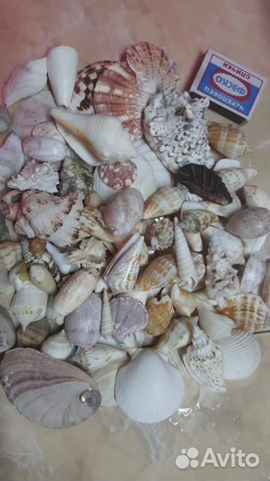 Ракушки океанические и морские. декор