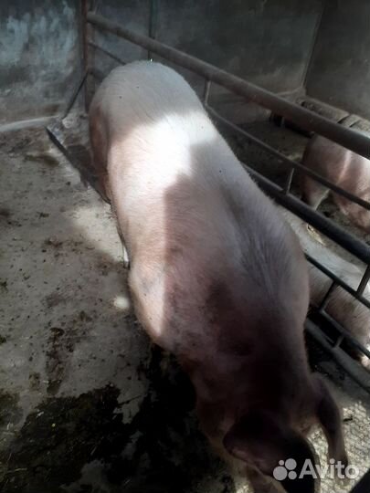 Продается хряк на племя 1,5 года