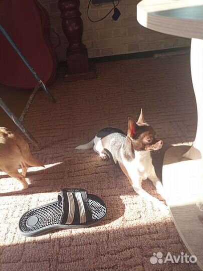 Вязка чихуахуа