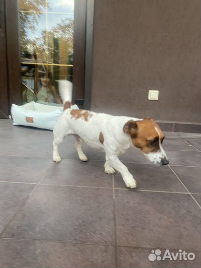 Джек Рассел терьер