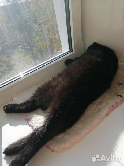 Черный кот вислоухий