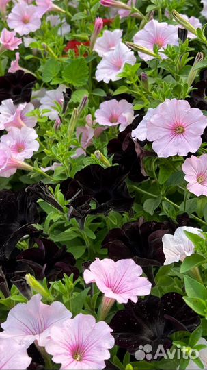 Петуния ампельная