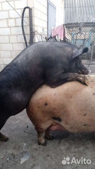 Хряк на случку