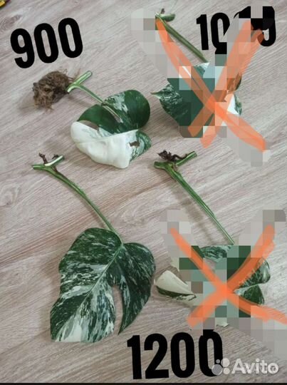 Монстера альба