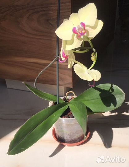 Орхидея фаленопсис