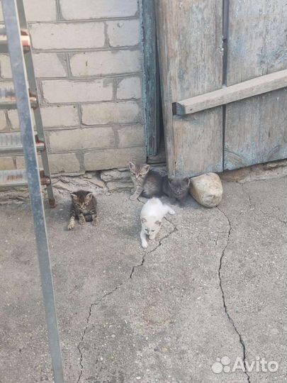 Котята в добрые руки