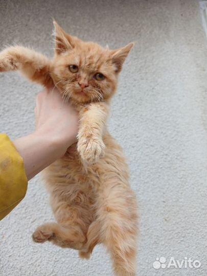 Отдам шикарного кота