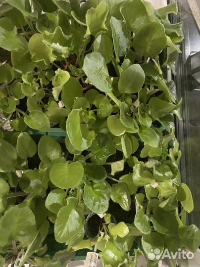 Сортовые фиалки