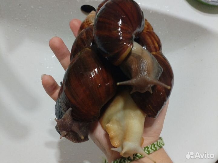 Улитки ахатины