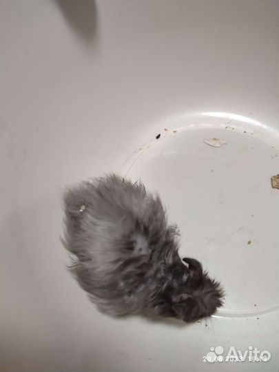 Сирийские хомячки ручные