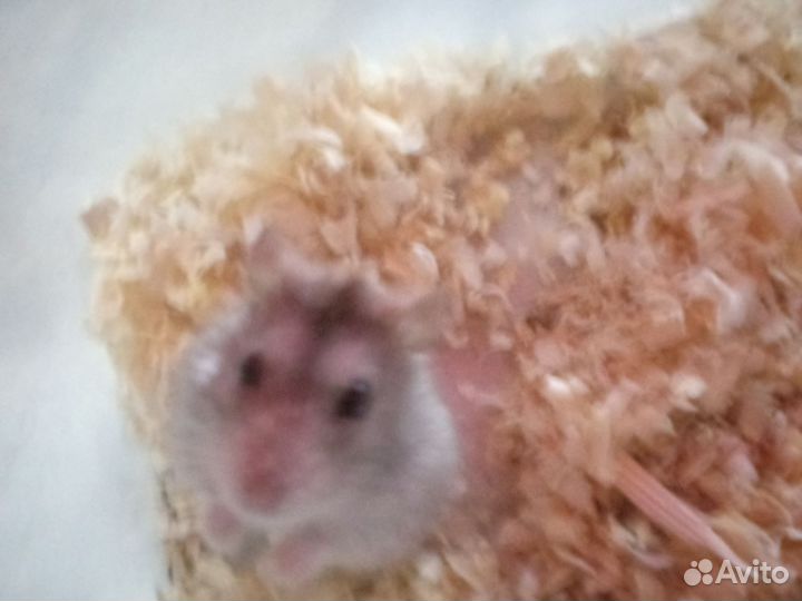 Хомяк кэмпбелла
