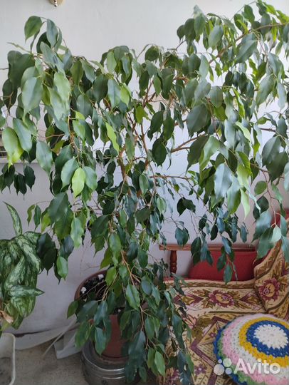 Фикус бенджамина большой