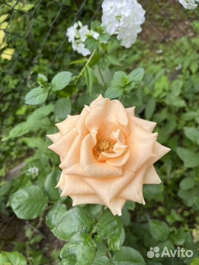 Флоксы, примула, земляника