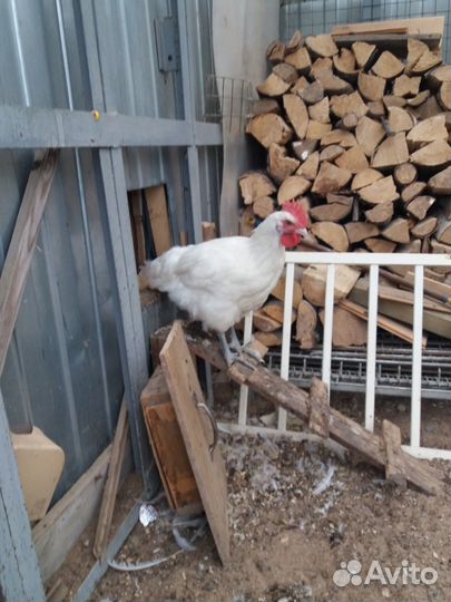 Молодой петушок Бресс Гальский