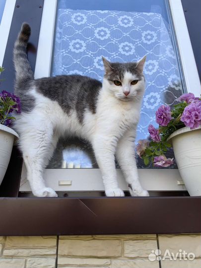 Красивый молодой котик