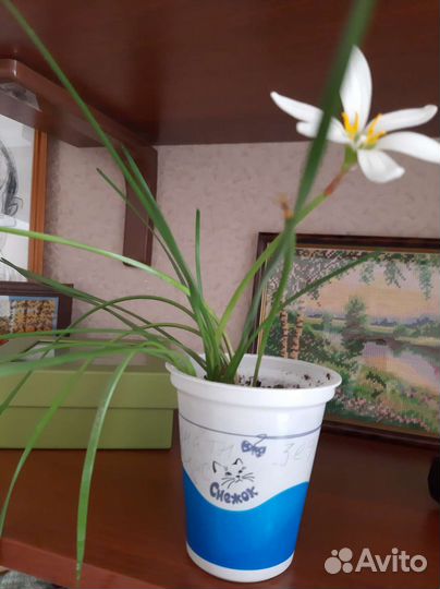 Комнатные цветы