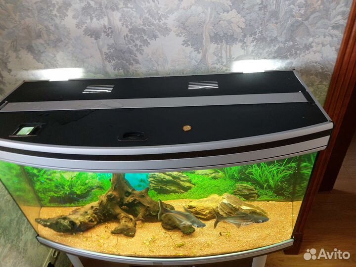 Аквариум aquatlantis. Фильтр eheim professional