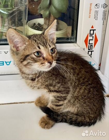 Котенок мальчик ждёт маму 1,5 мес будет не крупный