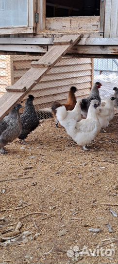 Петухи порода китайская шелковая