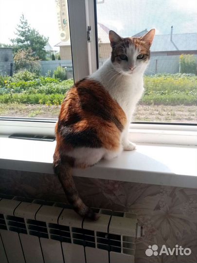 Молодая кошечка
