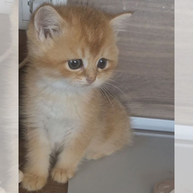Шотландский прямоухий короткошёрстный котёнок