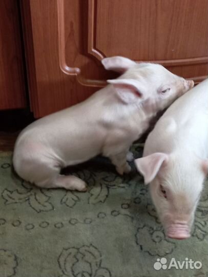 Продам поросят