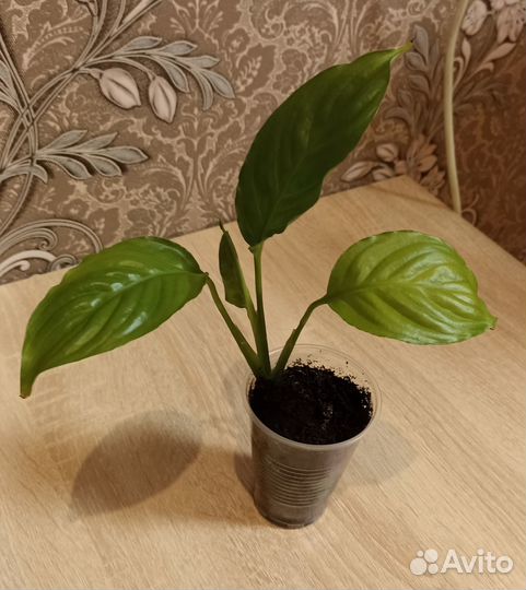 Спатифиллум