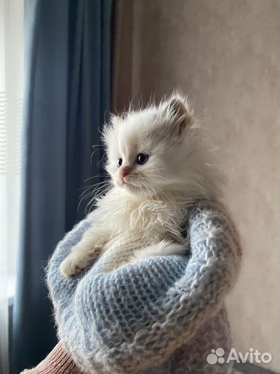 Котенок в добрые руки