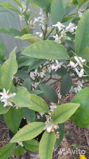 Кумкват сорт Маргарита