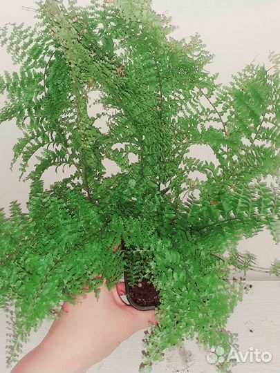 Папоротники нефролеписы