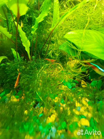 Аквариумные растения