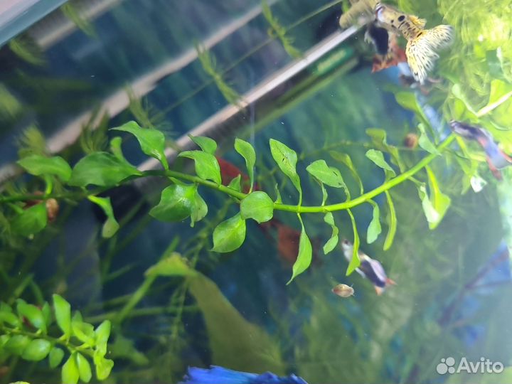 Аквариумные растения
