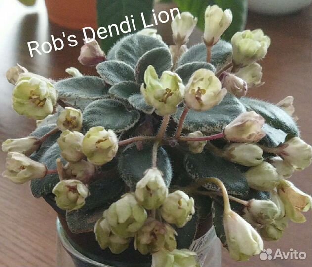 Фиалки и стрептокарпусы